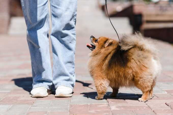 Владельцы разыскивают потерявшегося в Москве шпица и подозревают, что его продали
